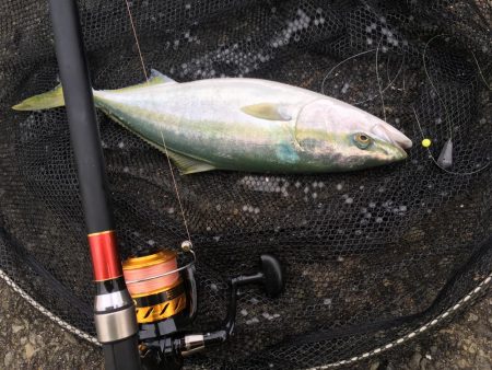 ジグサビキと泳がせ釣り